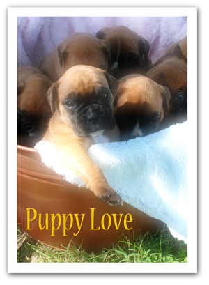 Puppies!!!