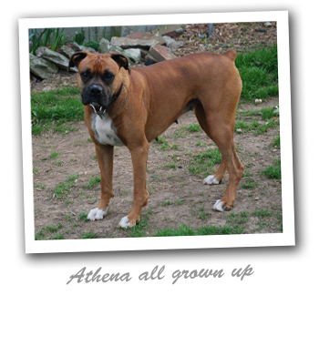 Athena