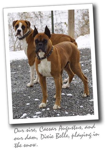 Caesar and Dixie