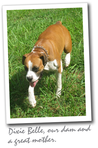 Dixie Belle