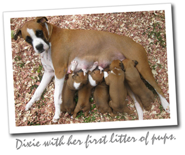 First Litter