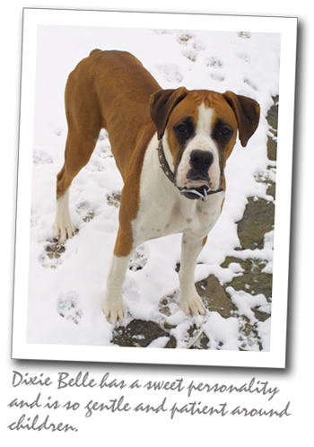 Dixie Belle