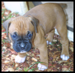 Puppies!!!